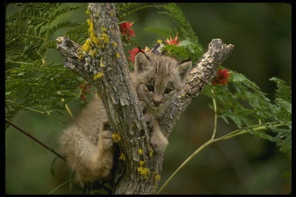 159021 Canada Lynx small Kitten A4 Photo Print