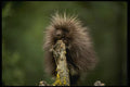 159022 Porcupine summer youngster A4 Photo Print