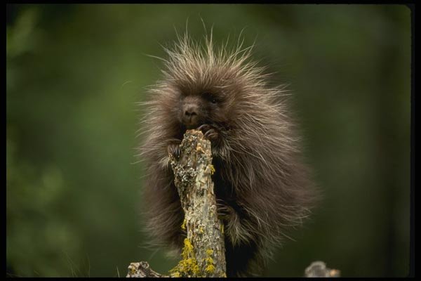 159022 Porcupine summer youngster A4 Photo Print