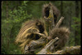 159023 Porcupines summer mom With Youngsters A4 Photo Print