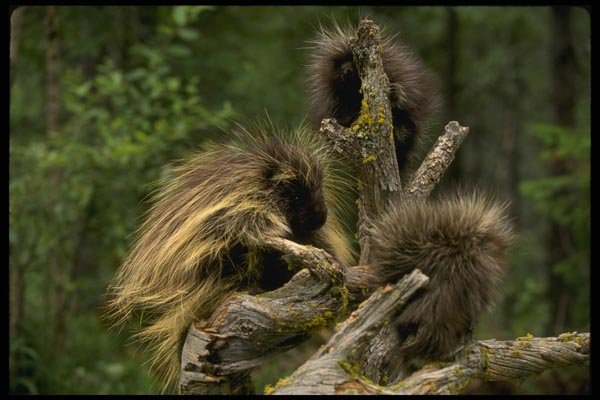 159023 Porcupines summer mom With Youngsters A4 Photo Print