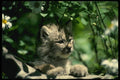 159024 Canada Lynx young Kitten Walking On Log Beside Daisies A4 Photo Print