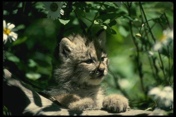 159024 Canada Lynx young Kitten Walking On Log Beside Daisies A4 Photo Print