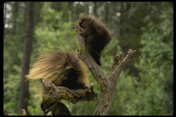 159025 Porcupines summer mom With Youngsters A4 Photo Print