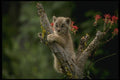 159026 Canada Lynx small Kitten A4 Photo Print