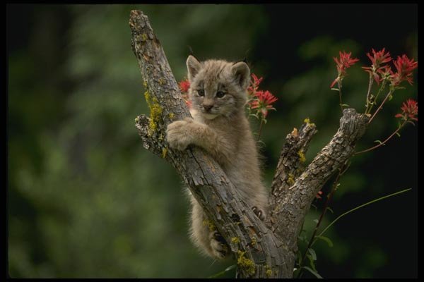 159026 Canada Lynx small Kitten A4 Photo Print