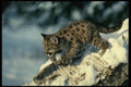 159027 Cougar young Cub In A Snowy Tree A4 Photo Print