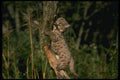 159028 Cougar six Week Old Kitten Up A Tree A4 Photo Print