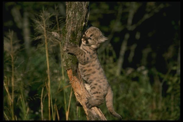 159028 Cougar six Week Old Kitten Up A Tree A4 Photo Print