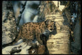 159029 Cougar young Cub In Snowy Tree A4 Photo Print