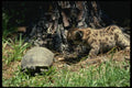 159030 Cougar Cub And Tortoise A4 Photo Print