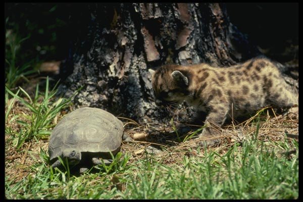 159030 Cougar Cub And Tortoise A4 Photo Print