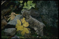159031 Cougar six Week Old Cub A4 Photo Print