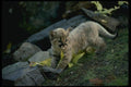 159032 Cougar six Week Old Cub A4 Photo Print