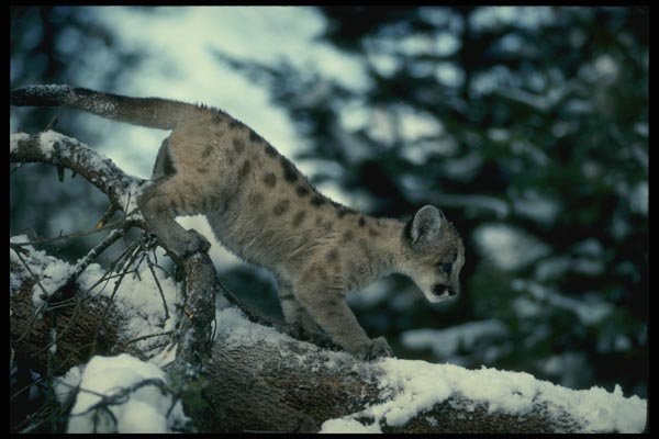159033 Cougar young Cub In Snowy Tree A4 Photo Print