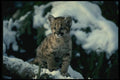 159034 Cougar young Cub In Snowy Tree A4 Photo Print