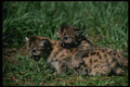 159035 Cougars cubs Playing A4 Photo Print