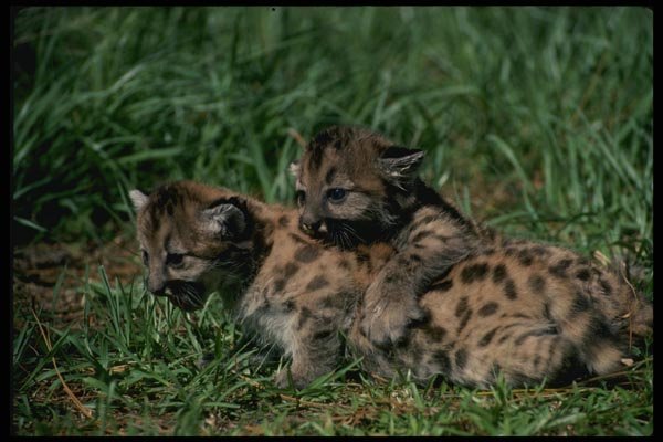 159035 Cougars cubs Playing A4 Photo Print