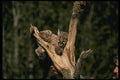 159036 Cougar six Week Old Kitten Up A Tree A4 Photo Print
