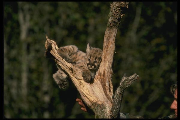 159036 Cougar six Week Old Kitten Up A Tree A4 Photo Print
