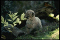 159037 Cougar six Week Old Cub A4 Photo Print