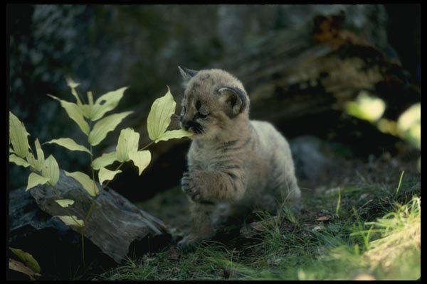 159037 Cougar six Week Old Cub A4 Photo Print