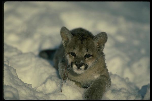 159038 Cougar small Cub On Snow A4 Photo Print