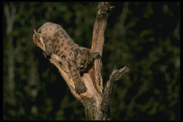 159039 Cougar six Week Old Kitten Up A Tree A4 Photo Print