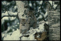 159040 Cougars young Cubs In Snowy Tree A4 Photo Print