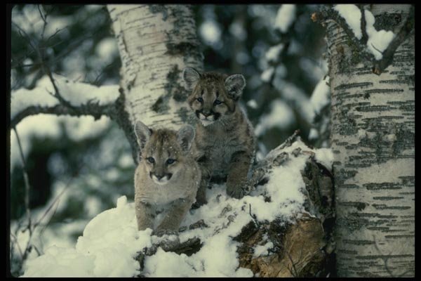 159040 Cougars young Cubs In Snowy Tree A4 Photo Print
