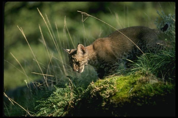 159041 Bobcat kitten A4 Photo Print