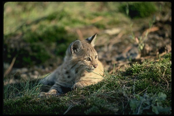 159042 Bobcat kitten A4 Photo Print