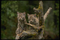 159043 Bobcats summer young Kittens A4 Photo Print
