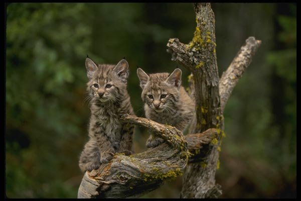 159043 Bobcats summer young Kittens A4 Photo Print