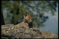 159044 Bobcat kitten A4 Photo Print