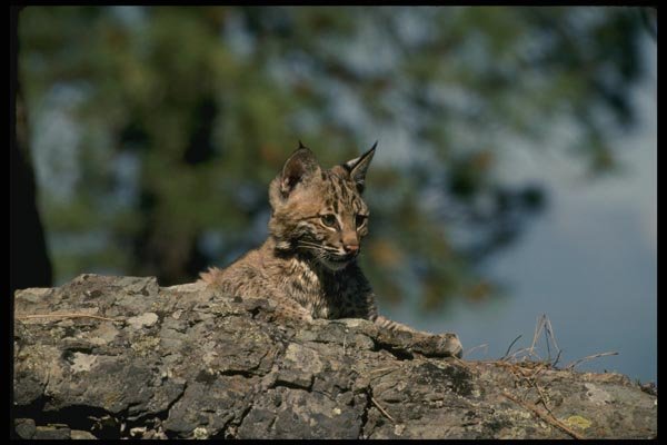 159044 Bobcat kitten A4 Photo Print