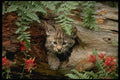 159045 Bobcat summer young Kitten In Hollow Log A4 Photo Print