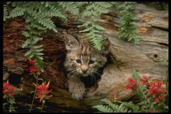 159045 Bobcat summer young Kitten In Hollow Log A4 Photo Print