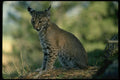 159046 Bobcat kitten A4 Photo Print