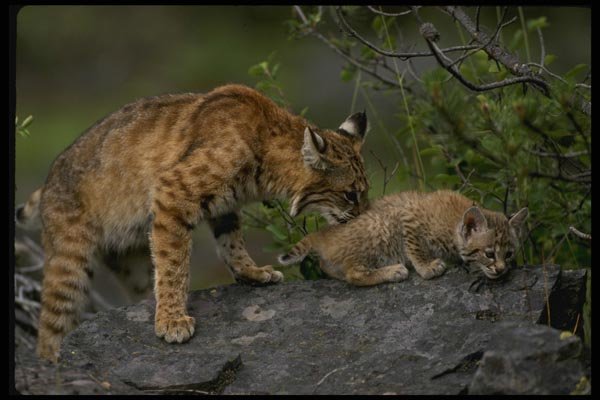 159047 Bobcats summer mom With Small Kitten A4 Photo Print