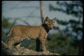 159048 Bobcat kitten A4 Photo Print