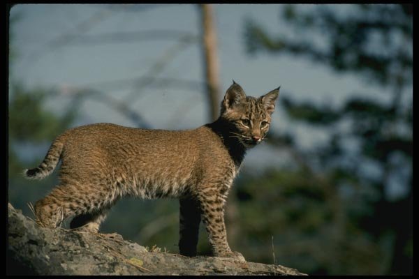 159048 Bobcat kitten A4 Photo Print