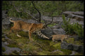 159049 Bobcats summer mom With Small Kitten A4 Photo Print
