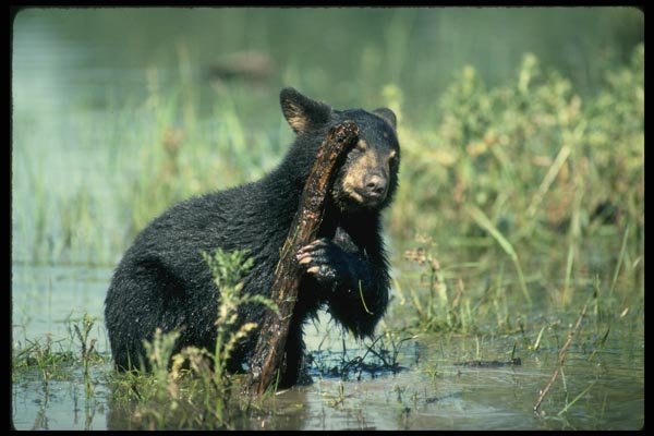 159050 Black Bear cub In Summer Marsh A4 Photo Print