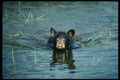 159051 Black Bear cub In Summer Marsh A4 Photo Print