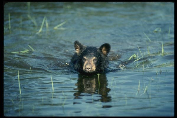 159051 Black Bear cub In Summer Marsh A4 Photo Print