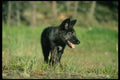 159052 Gray Wolf summer (black phase) Cub A4 Photo Print