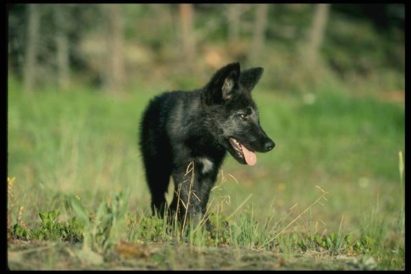 159052 Gray Wolf summer (black phase) Cub A4 Photo Print