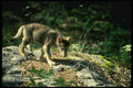 159053 Gray Wolf small Pup In Green Woods A4 Photo Print