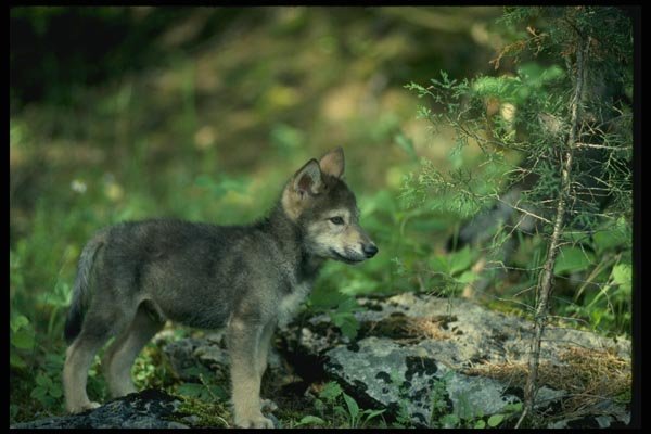 159054 Gray Wolf small Pup In Green Woods A4 Photo Print